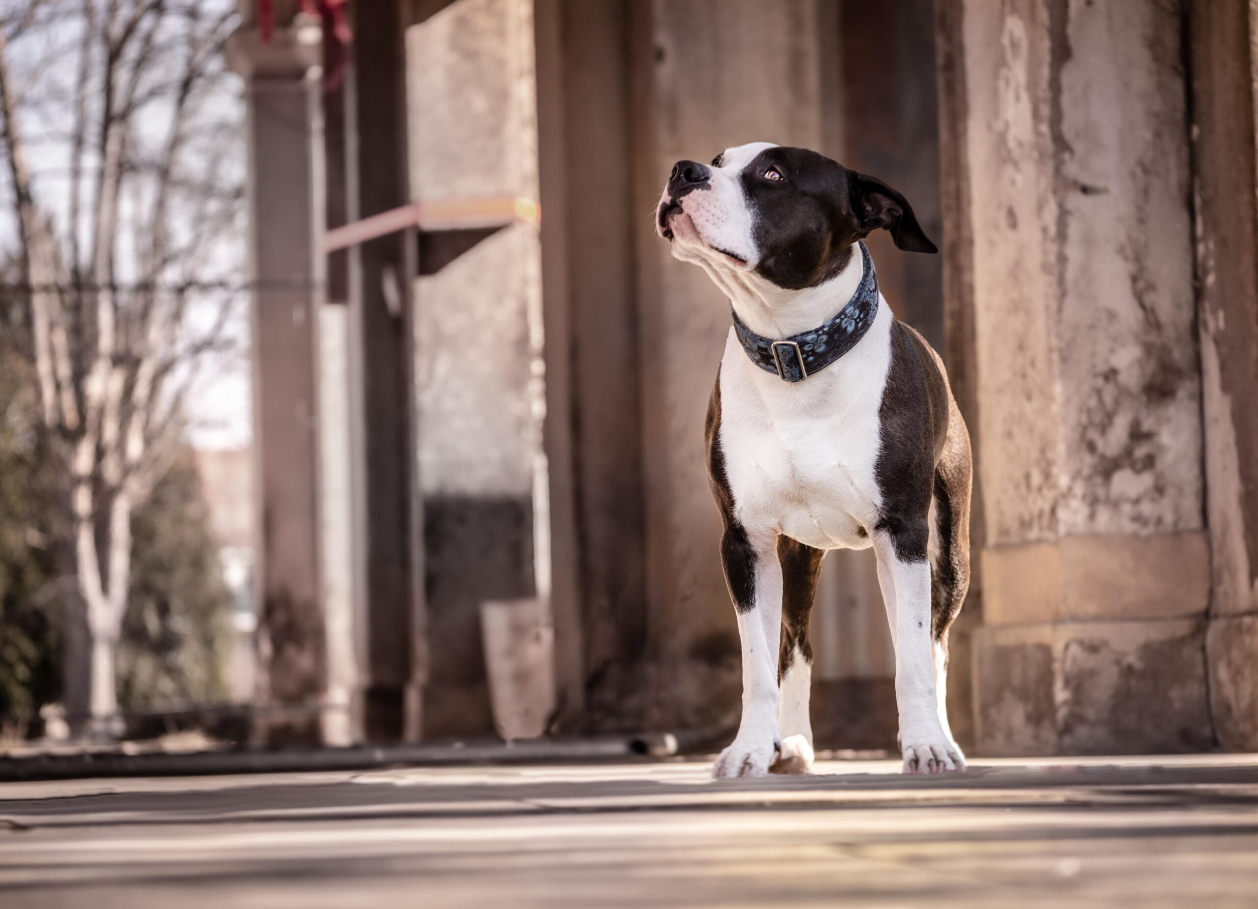 caine amstaff sursa pixabay.com
