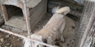 catei in conditii inumane la salicea