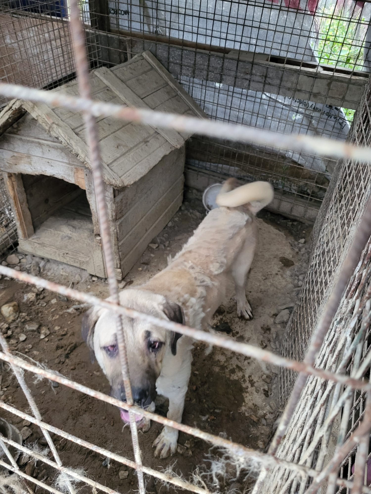 catei in conditii inumane la salicea