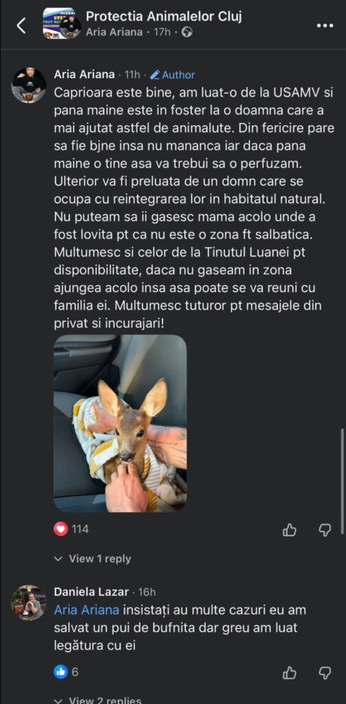 pui caprioara cluj stiri