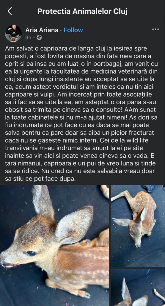 pui caprioara cluj ranit stiri