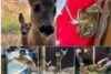 caprioare animale salbatice ce faca cand gaseti un animal salbatic sau o caprioara