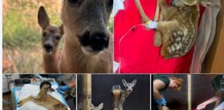 caprioare animale salbatice ce faca cand gaseti un animal salbatic sau o caprioara