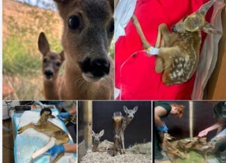 caprioare animale salbatice ce faca cand gaseti un animal salbatic sau o caprioara