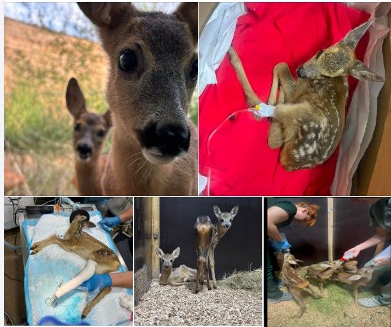 caprioare animale salbatice ce faca cand gaseti un animal salbatic sau o caprioara