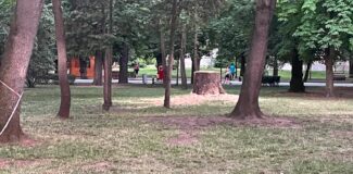 copac taiat parcu lcentral prost toaletat cluj-napoca