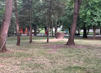 copac taiat parcu lcentral prost toaletat cluj-napoca