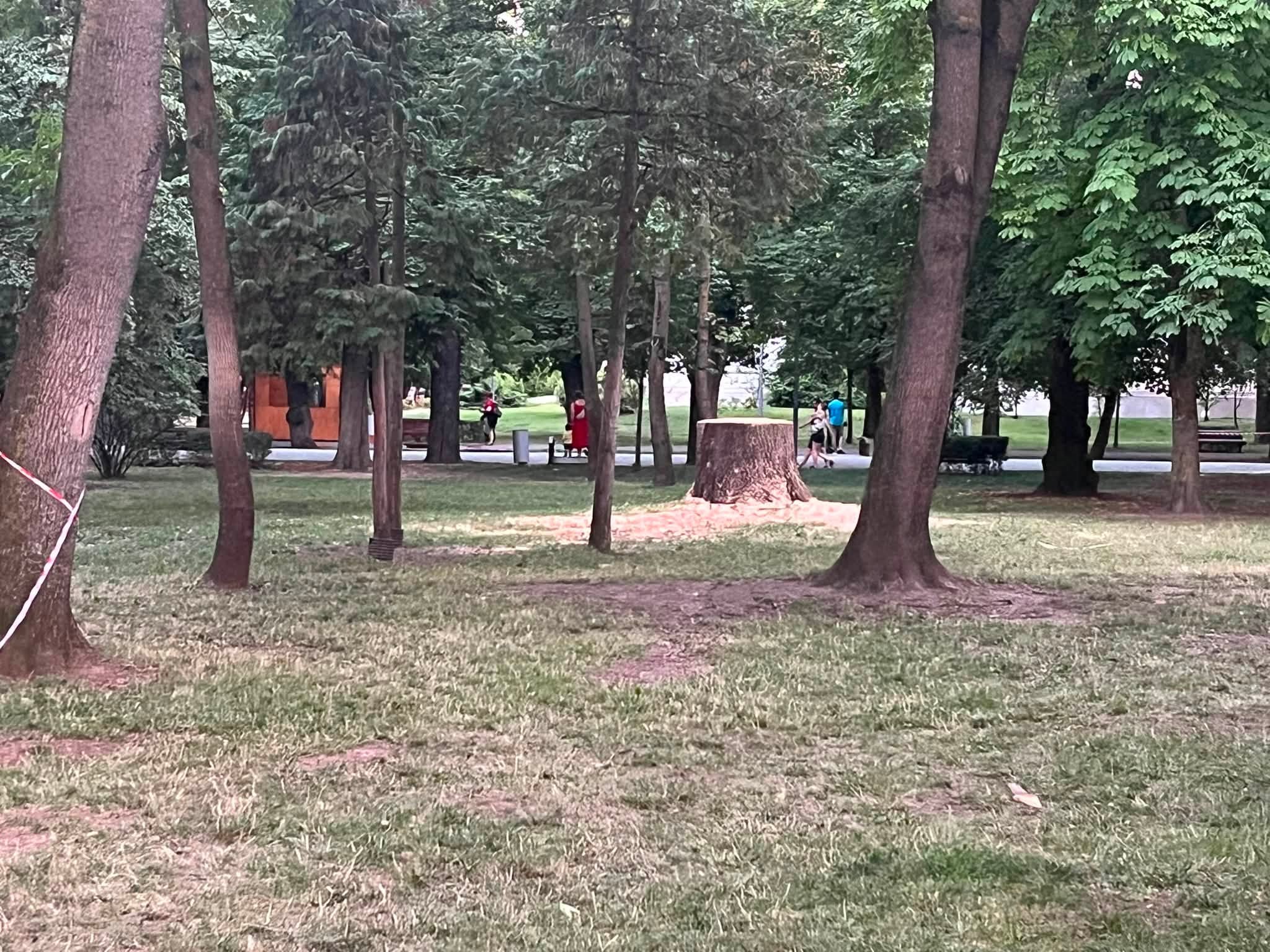 copac taiat parcu lcentral prost toaletat cluj-napoca