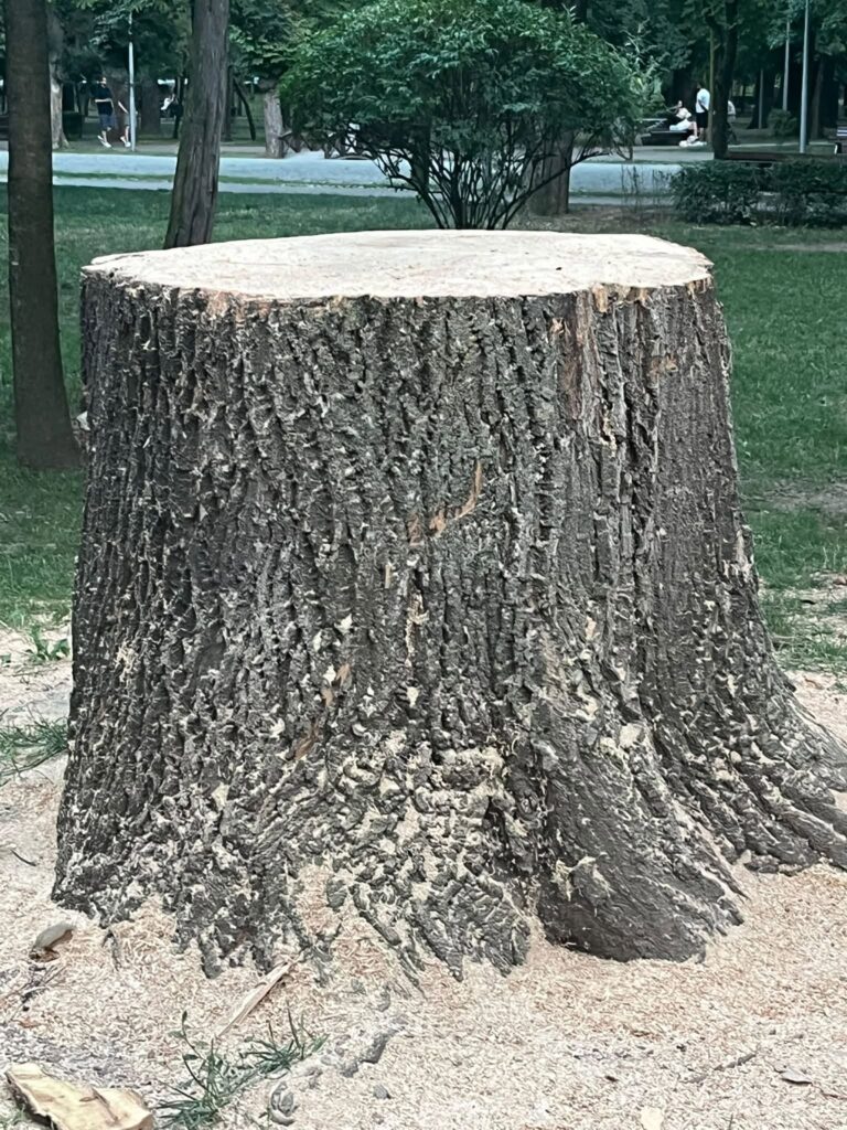 copac taiat parcu lcentral prost toaletat