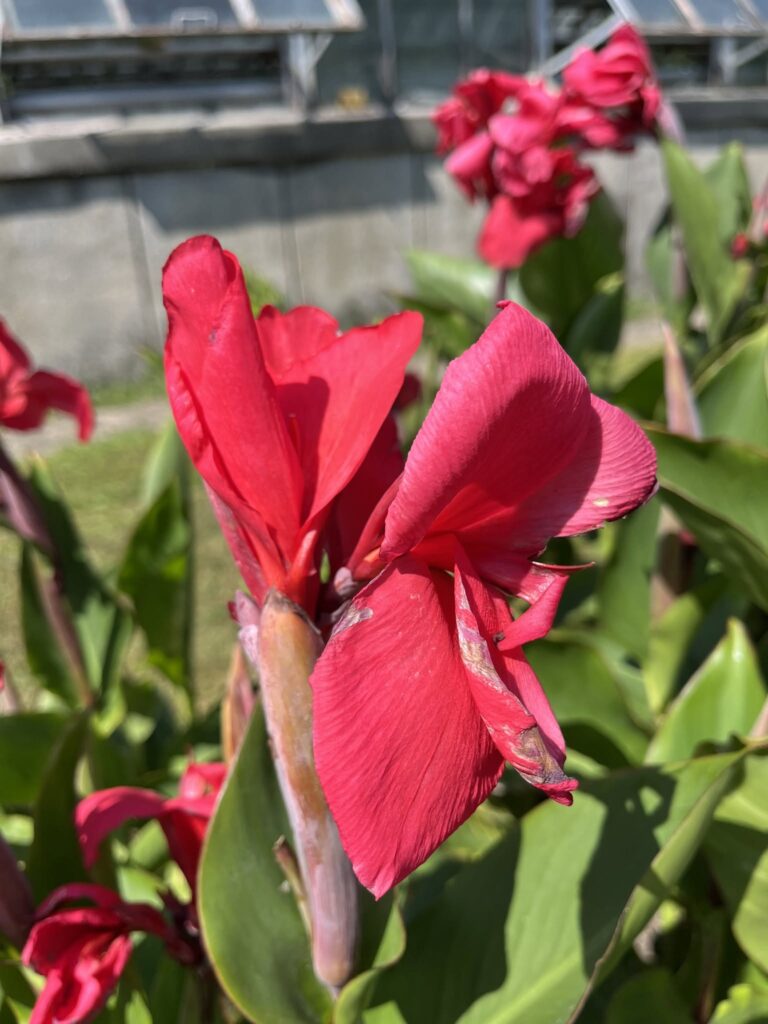 flori gradina botanica cluj