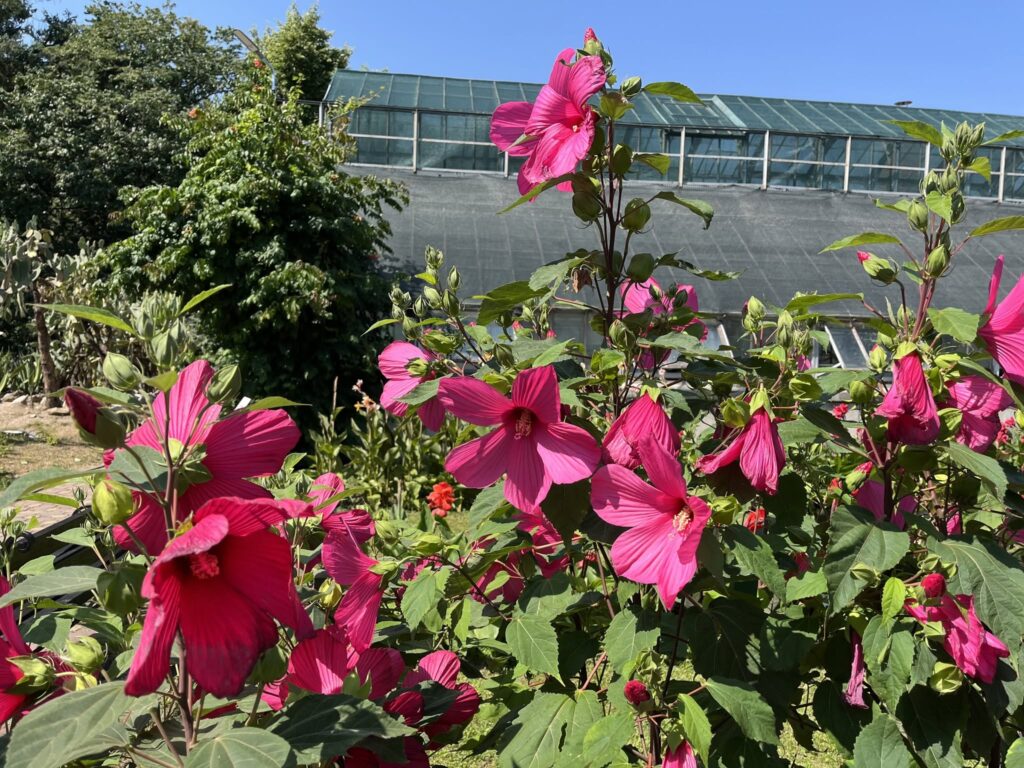 flori gradina botanica cluj