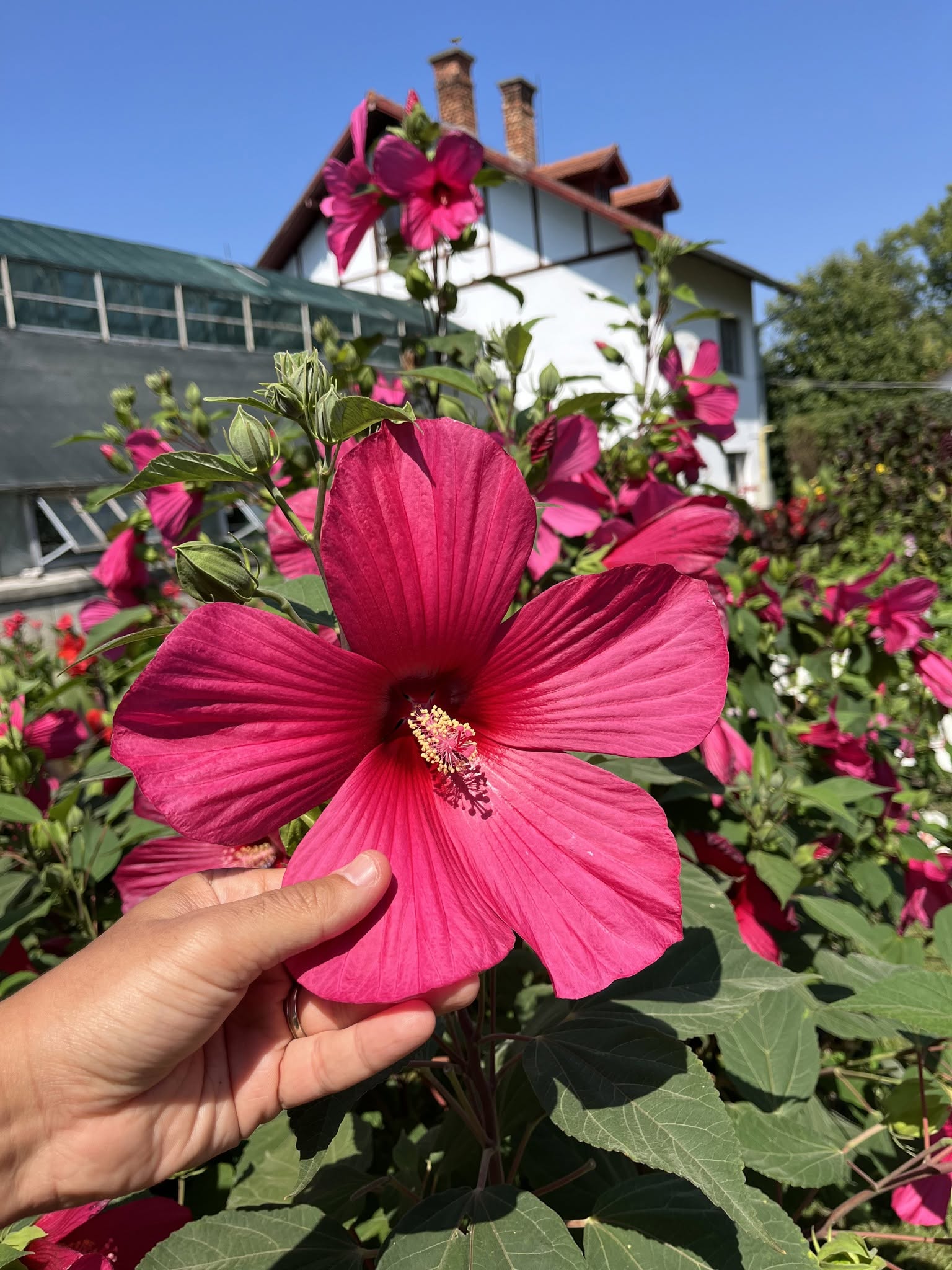 flori gradina botanica cluj