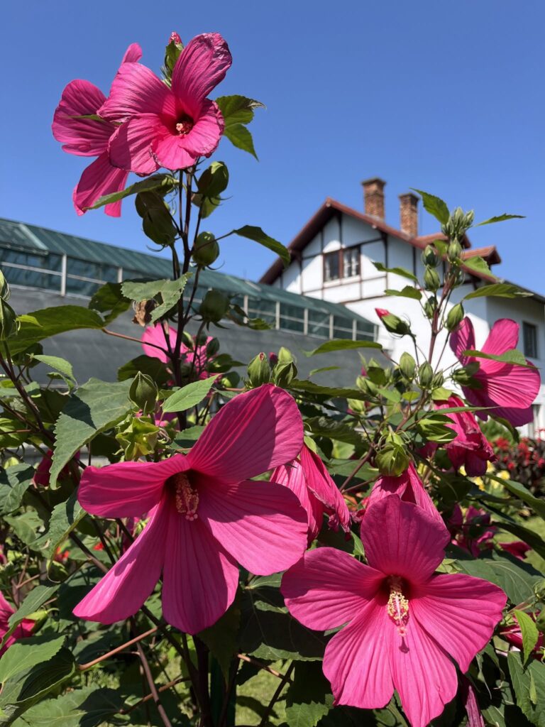 flori gradina botanica cluj