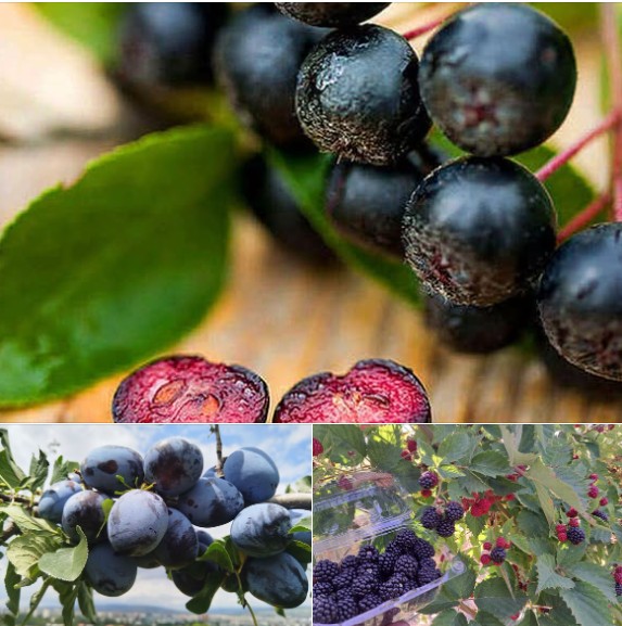 fructe USAMV Cluj