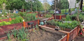 gradini comunitare legume proietc pilot la oradea