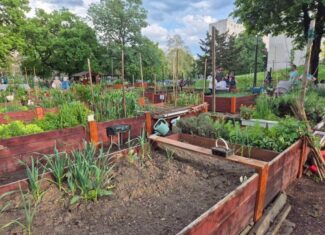 gradini comunitare legume proietc pilot la oradea