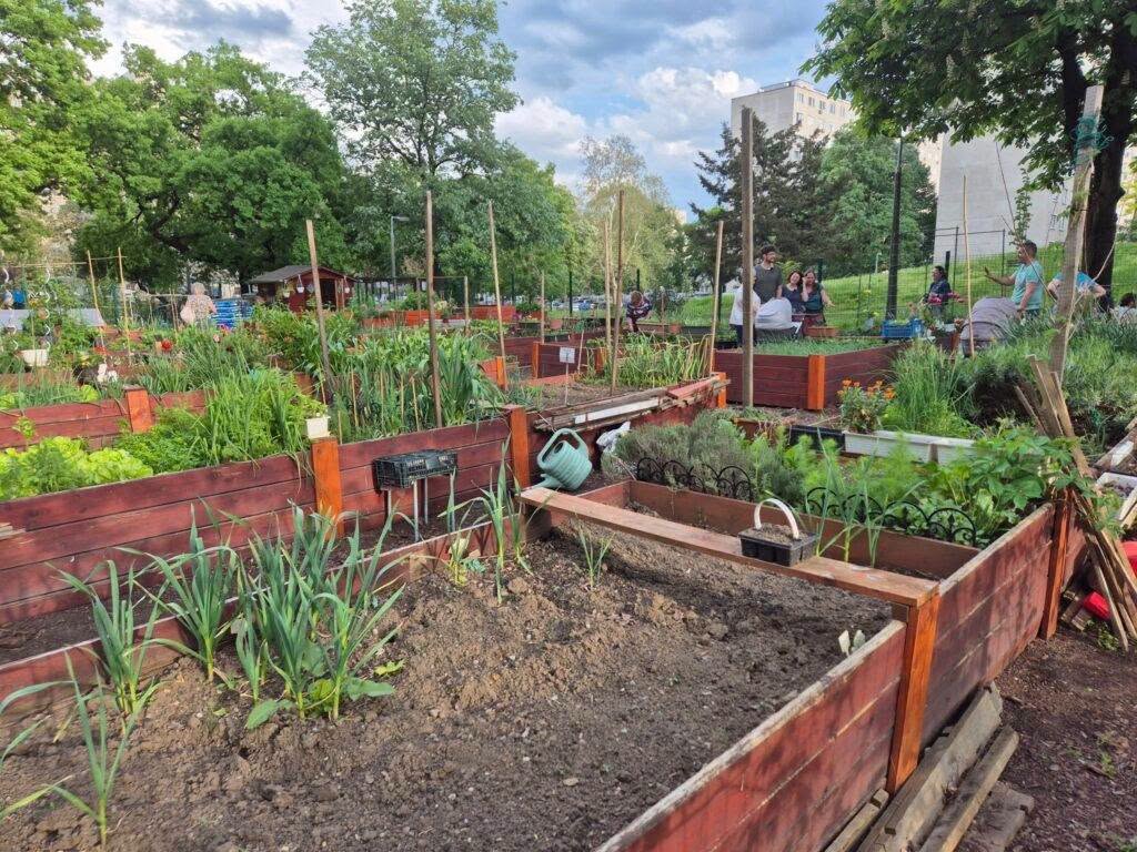 gradini comunitare legume proietc pilot la oradea