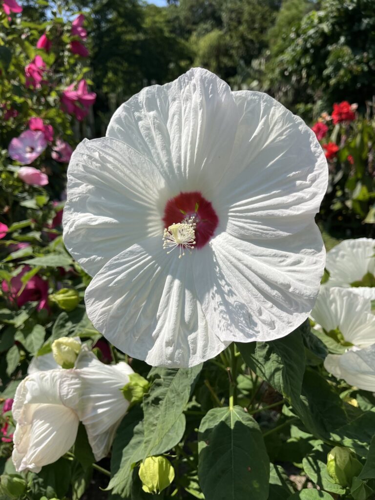 flori gradina botanica cluj 3