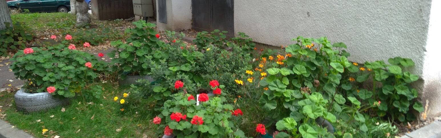 calitatea vietii in marasti cluj
