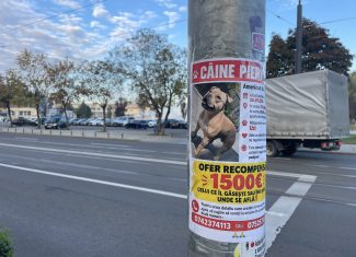 catel cluj recompensa