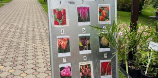 bulbi lalele gradina botanica cluj