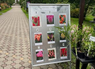 bulbi lalele gradina botanica cluj