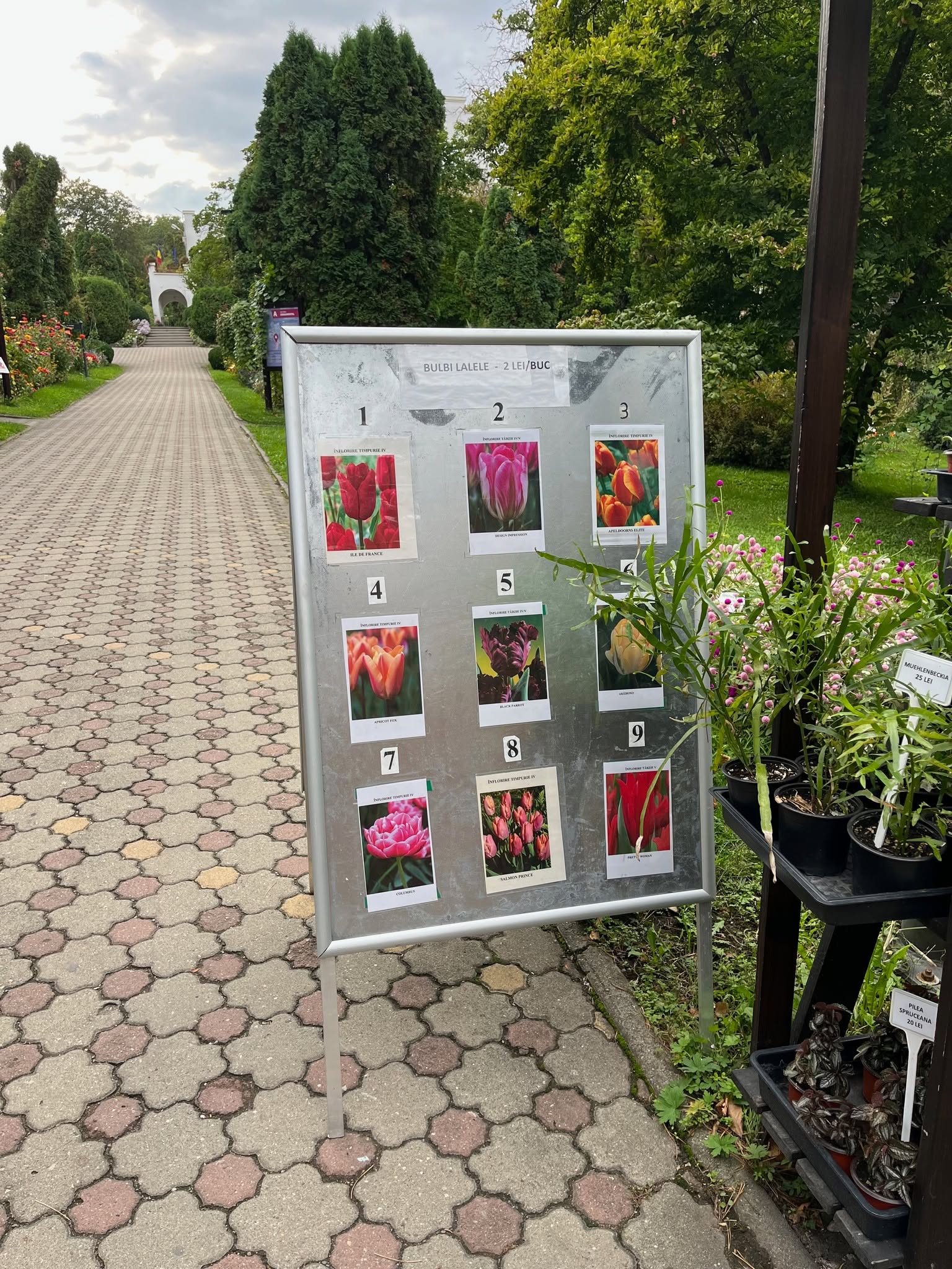 bulbi lalele gradina botanica cluj