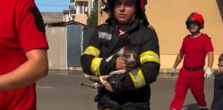 pisica salvata din incediu din flroesti