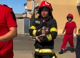 pisica salvata din incediu din flroesti