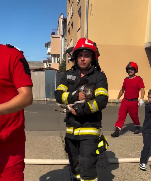 pisica salvata din incediu din flroesti