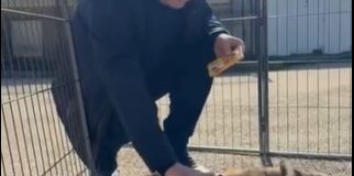 caini centrul caini fara stapan bobilnei cluj emil boc