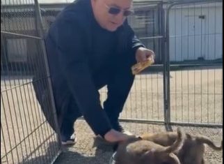 caini centrul caini fara stapan bobilnei cluj emil boc