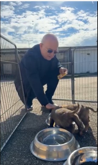 caini centrul caini fara stapan bobilnei cluj emil boc