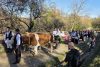 nunta traditionala parc etnografic cluj