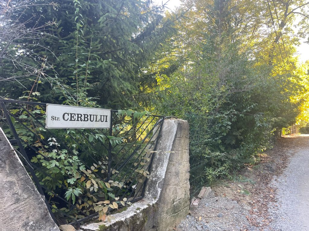 strada cerbului poteca elf padurea faget
